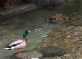 Mother duck with babies